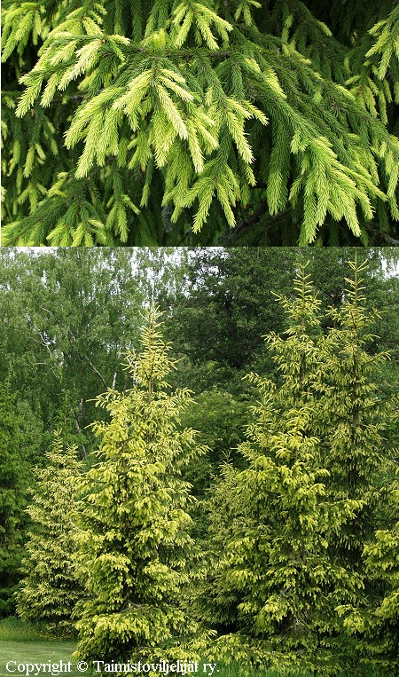 Picea abies f. aurea, kultakuusi Picea abies f. aurea, kultakuusi